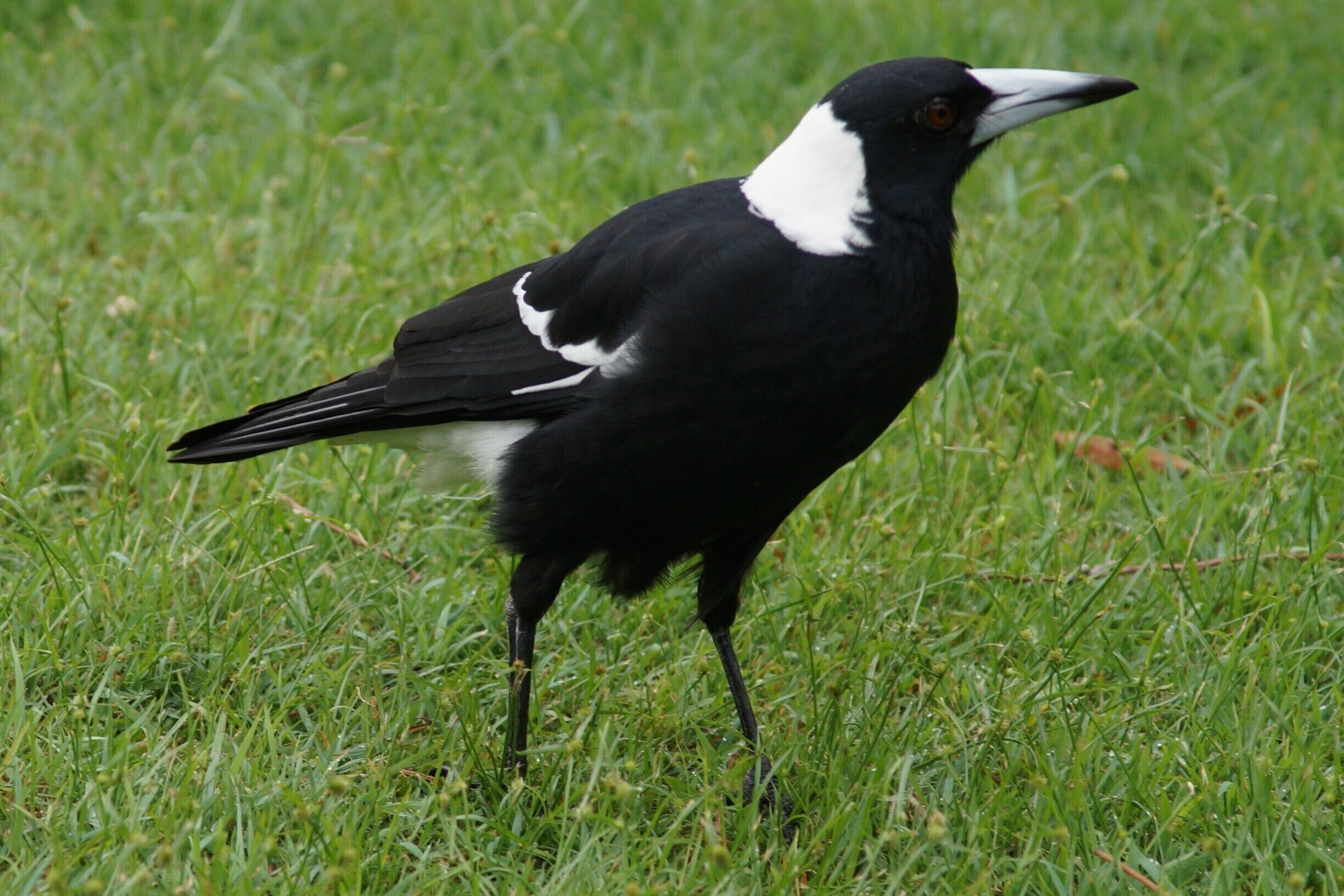 Australian magpie.  They have the most beautiful song and though they can be vicious in breeding season, they do really get to know the local people and leave them alone.  Very clever birds!  This one is not too proud to walk right up to the back screen and tap to get our attention.  This does not mean it gets fed every day though!