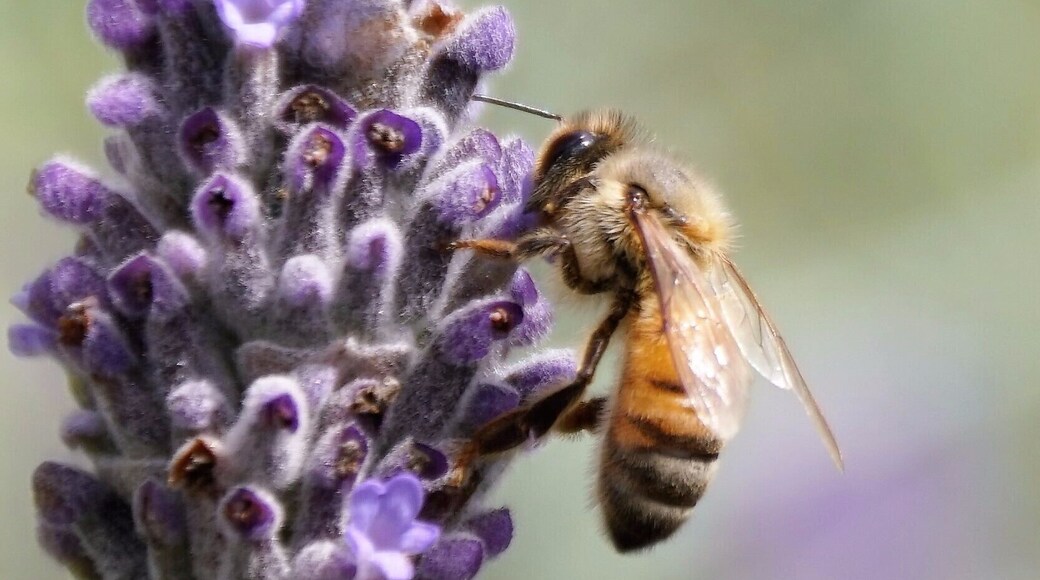 Bee on lavender