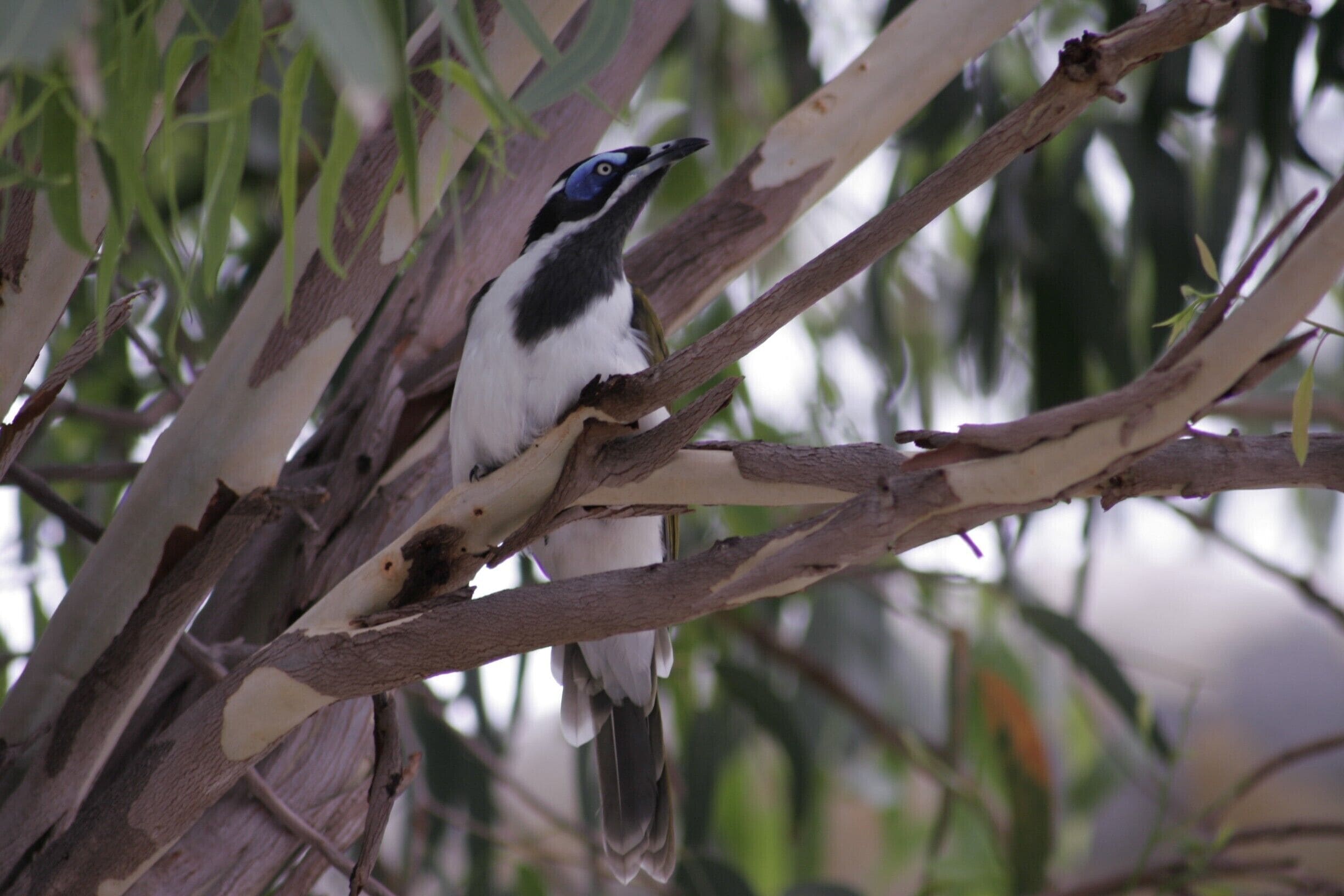 Blue-faced Honeyeater.  Can't see why it would be called this...