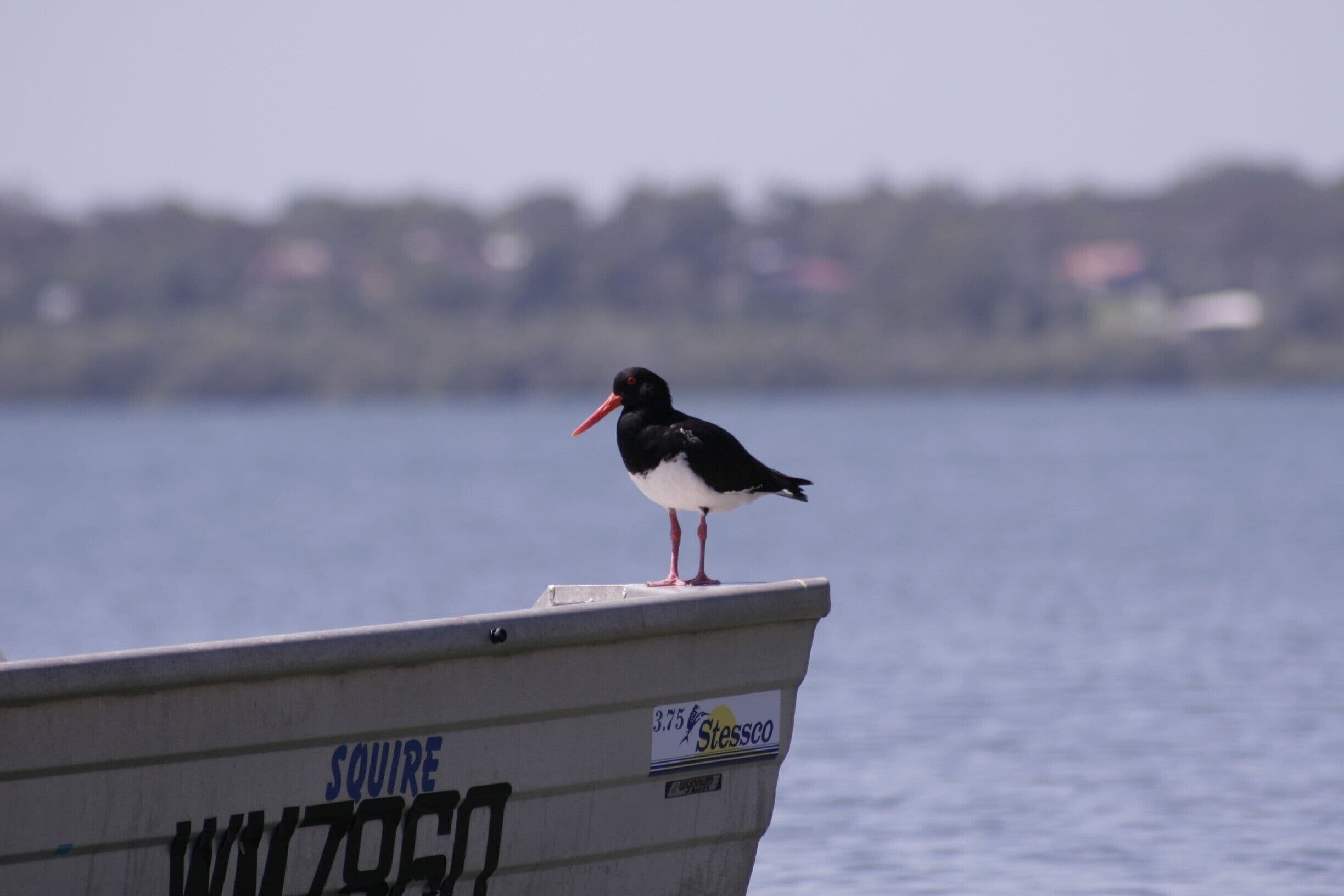 Pied Oyster Catcher - commonly seen in pairs on tidal flats.