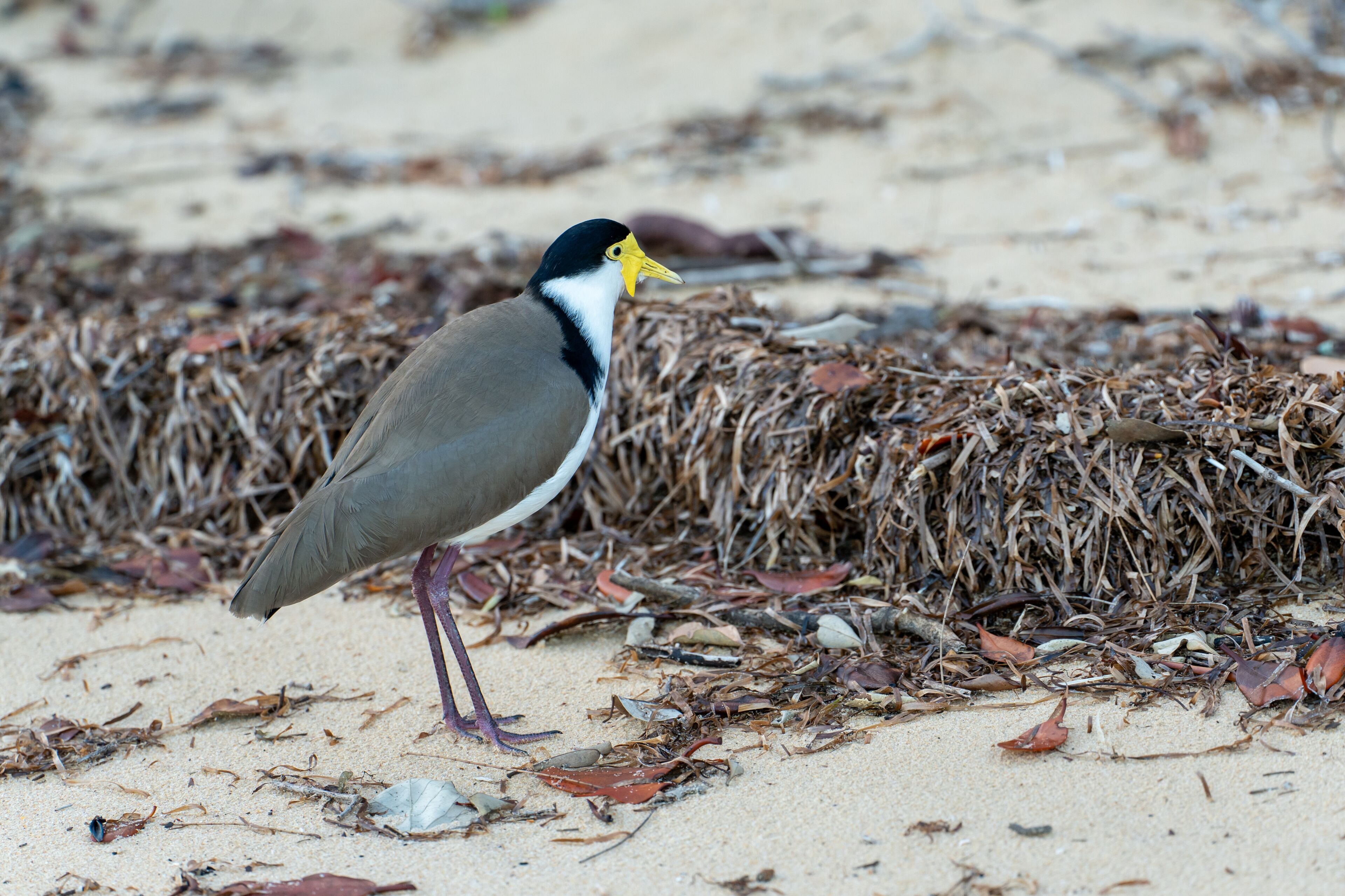 Masked Lapwing plover on sandy beach with seagrass wrack in background. Coochiemudlo Island, Queensland, Australia