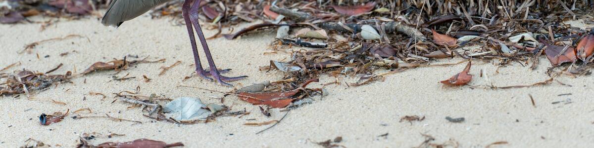 Ein Vogel steht auf einem sandigen Strand inmitten trockener Vegetation.
