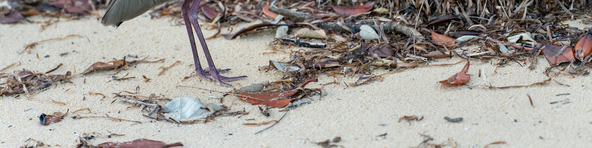 A bird standing on a sandy beach with dry vegetation.