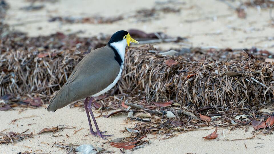 A bird standing on a sandy beach with dry vegetation.