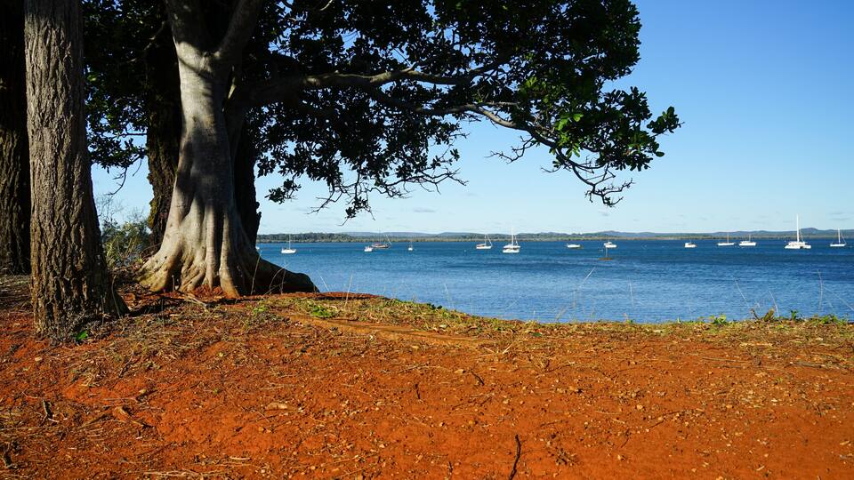 A coastal landscape with a large tree, reddish soil, and several sailboats on the water.