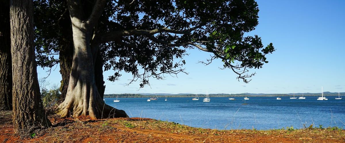 A coastal landscape with a large tree, reddish soil, and several sailboats on the water.