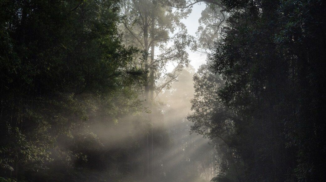 sun rays in the forest