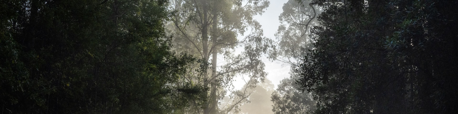sun rays in the forest