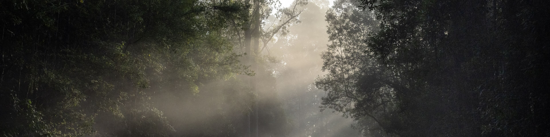 sun rays in the forest