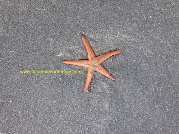 We were walking the dogs on the beach one day a few weeks ago and literally hundreds of these beautiful starfish were being left behind by the tide going out.  Neil and I walked along the beach picking them up and throwing them back into the water so they didn't die in the hot sun.  The beaches at Coronado have volcanic black sand often mixing with white sand to make intricate patterns on the beach.   www.panamaroadrunner.com

