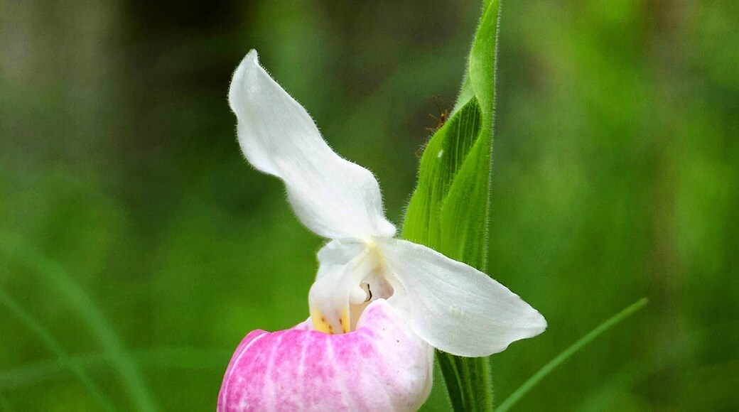 Wandering through an enchanted forest of thousands of orchids is good for the soul. This beautiful conservation area is open all summer, although the orchids start blooming in mid-June to early July. For more info, see: http://www.travelblissnow.com/discover-an-enchanted-forest-of-orchids-in-ontario/