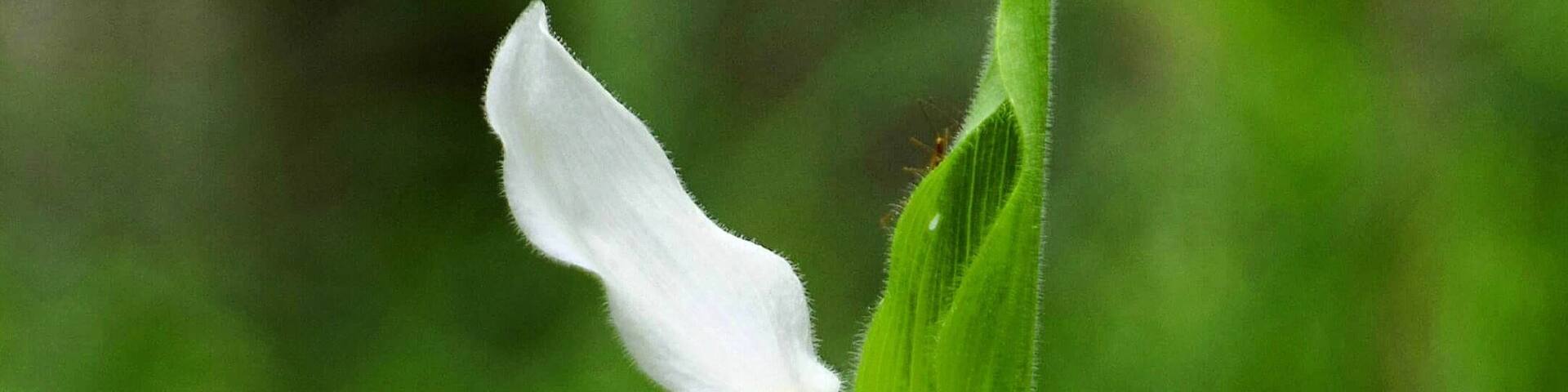 Wandering through an enchanted forest of thousands of orchids is good for the soul. This beautiful conservation area is open all summer, although the orchids start blooming in mid-June to early July. For more info, see: http://www.travelblissnow.com/discover-an-enchanted-forest-of-orchids-in-ontario/