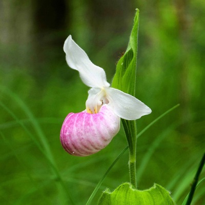 Wandering through an enchanted forest of thousands of orchids is good for the soul. This beautiful conservation area is open all summer, although the orchids start blooming in mid-June to early July. For more info, see: http://www.travelblissnow.com/discover-an-enchanted-forest-of-orchids-in-ontario/