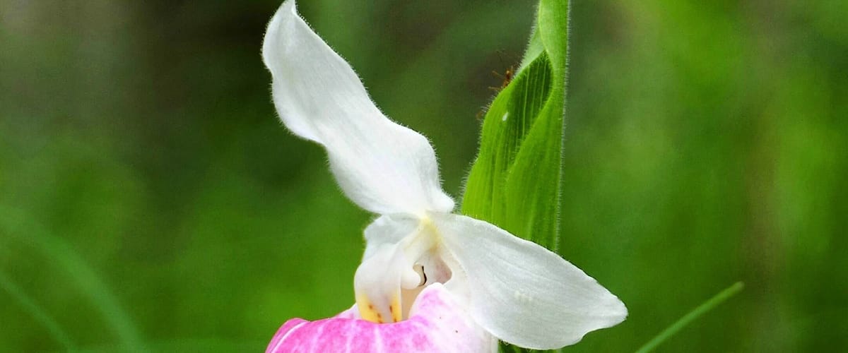 A pink and white orchid with a green leaf in the background.