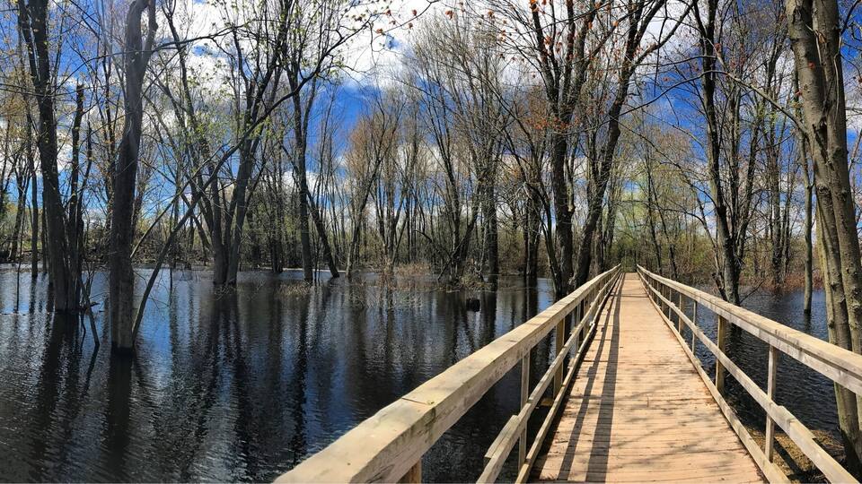 A wooden boardwalk through a flooded forest with bare trees and a clear sky.
