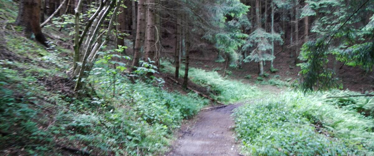 A forested trail with dense greenery and tall trees.
