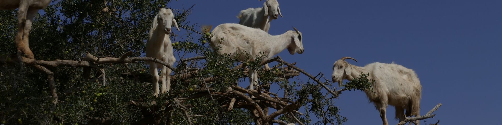 Goats like eating argan so much. It makes them even climb on trees.