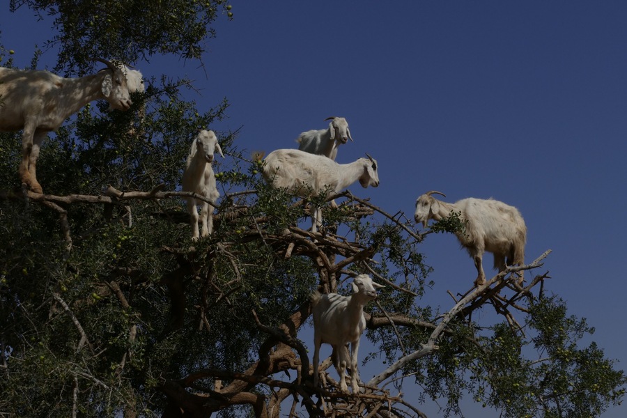 Goats like eating argan so much. It makes them even climb on trees.