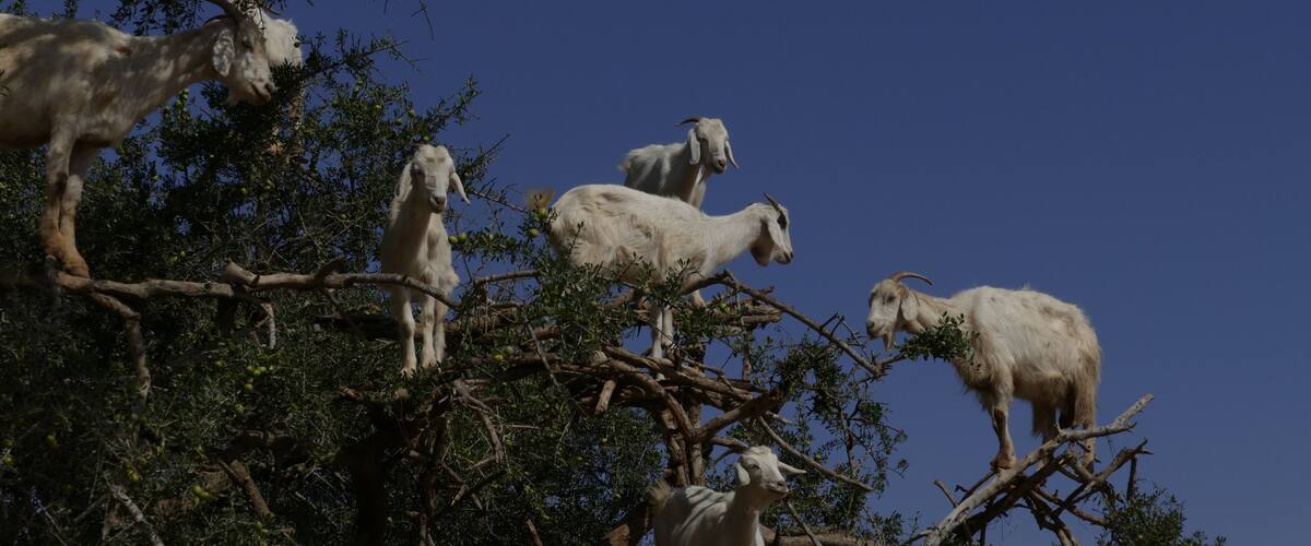 A group of goats on a tree branch against a clear blue sky.