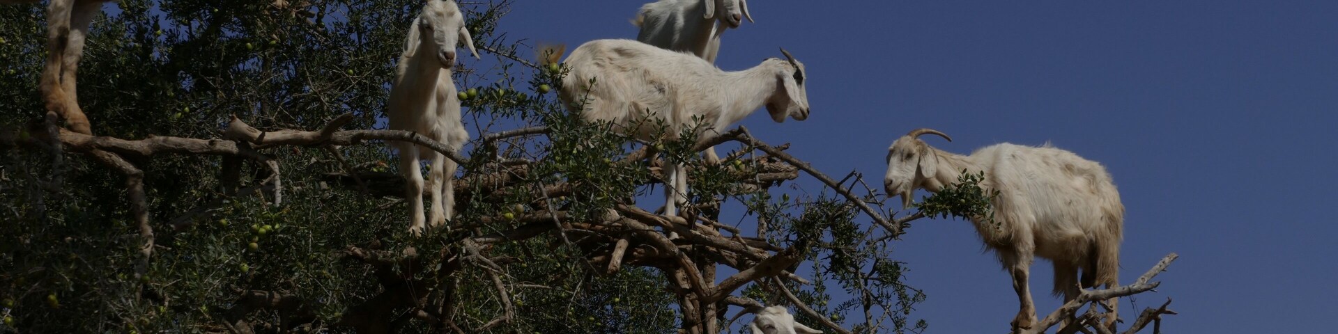 A group of goats on a tree branch against a clear blue sky.