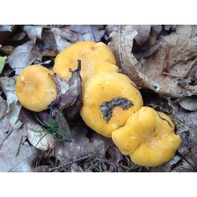 Chantarelles