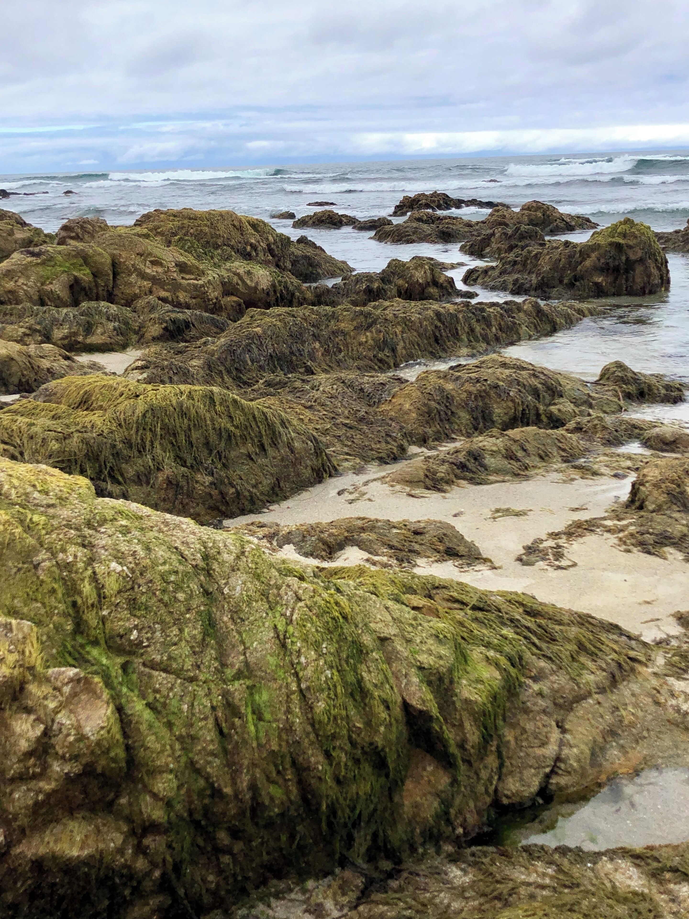 Low tide at this beautiful easily accessible dog friendly beach in Pacific Grove.