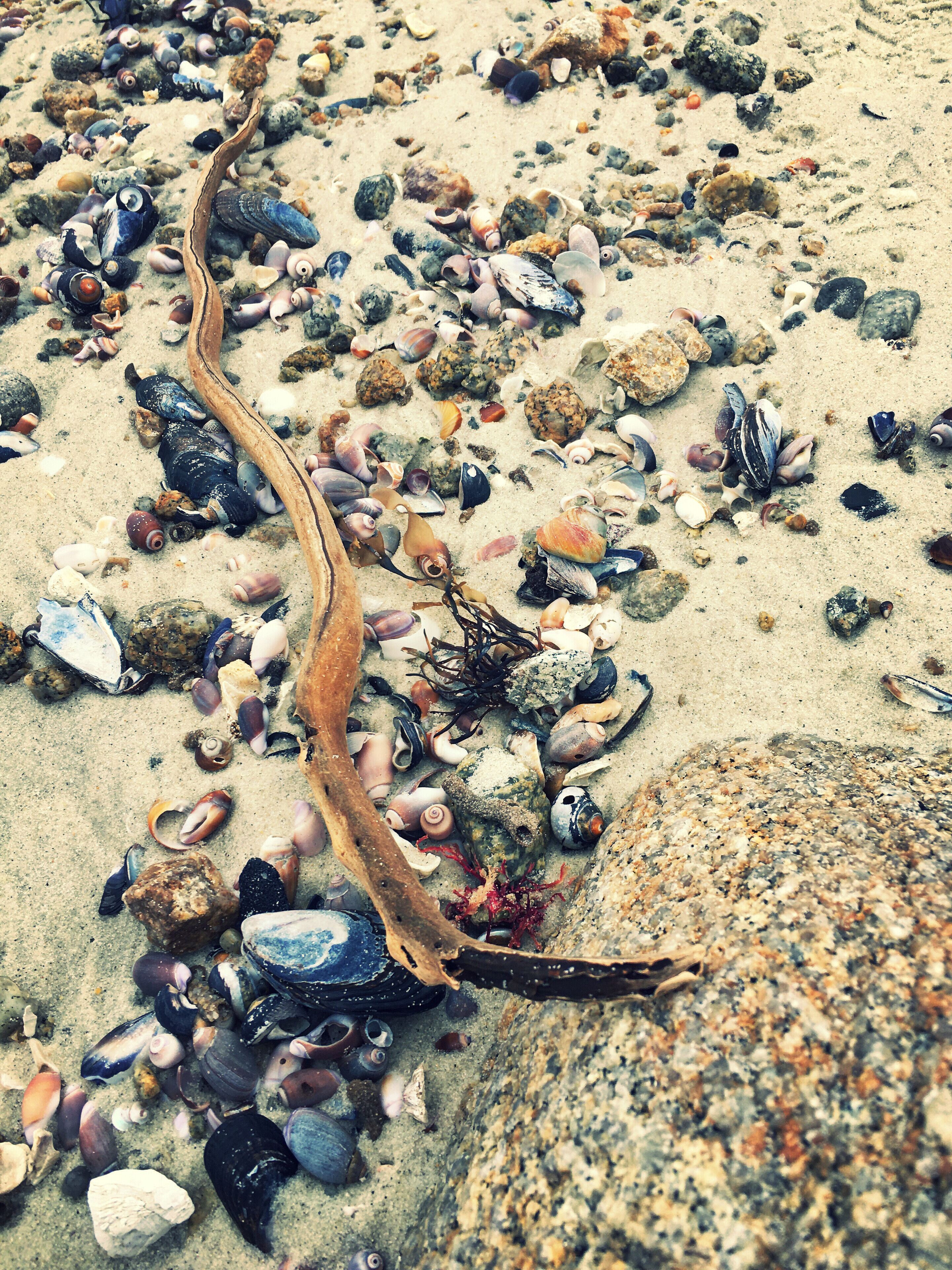 Thousands of purple olives have been washing up on beaches in Pacific Grove lately