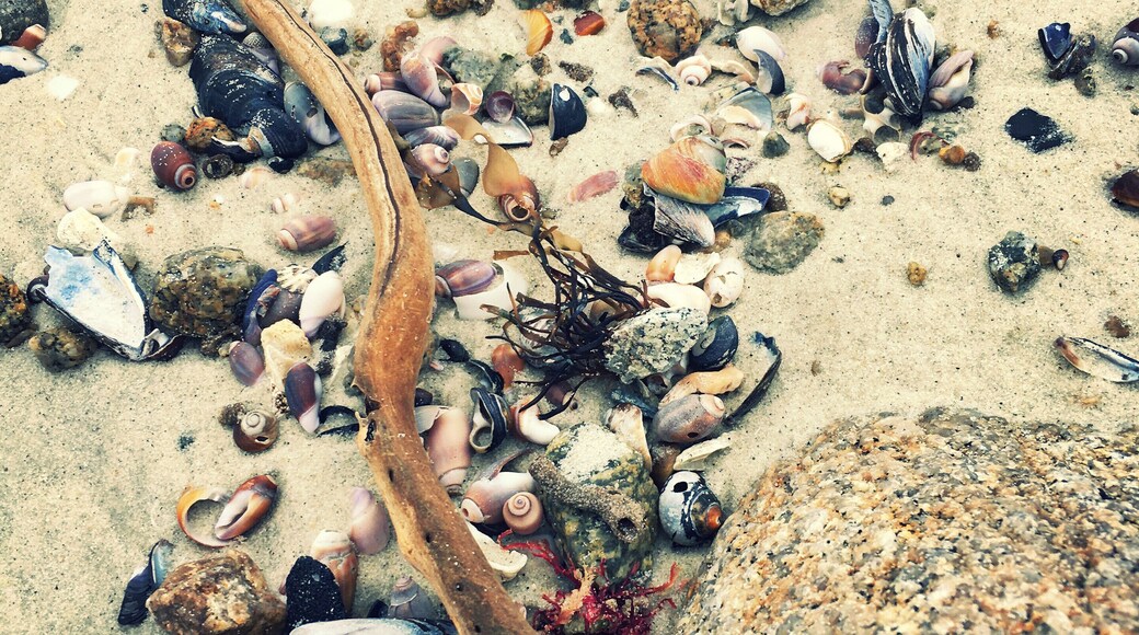 Thousands of purple olives have been washing up on beaches in Pacific Grove lately