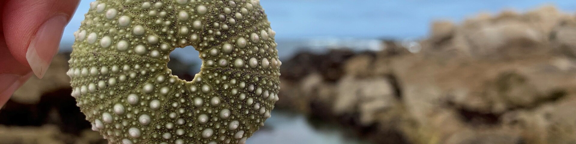 Tide pools at Asilomar State Marine Reserve. You can see a ton of sea creatures (sea stars, sea anemones, crabs, hermit crabs, sea urchins, and more) moving below the shallow pools beneath your feet as you climb over rocks during low tide. A great place to go exploring with young kids!
#exploring #discovery #nature #wildlife #seacreatures #tidepools #california #monterey #asilomar #statebeach #ocean #coastal #pacific #outdoor #exploringnaturewithkids
