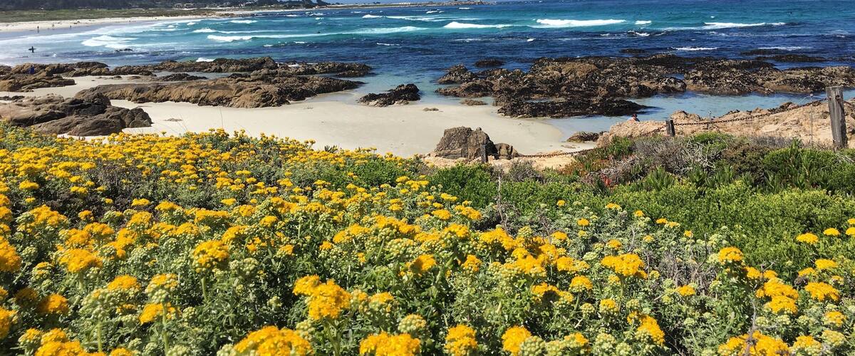 Where the white sandy beaches, large rock formations and crystal blue ocean meet. Asilomar has it all ✨
