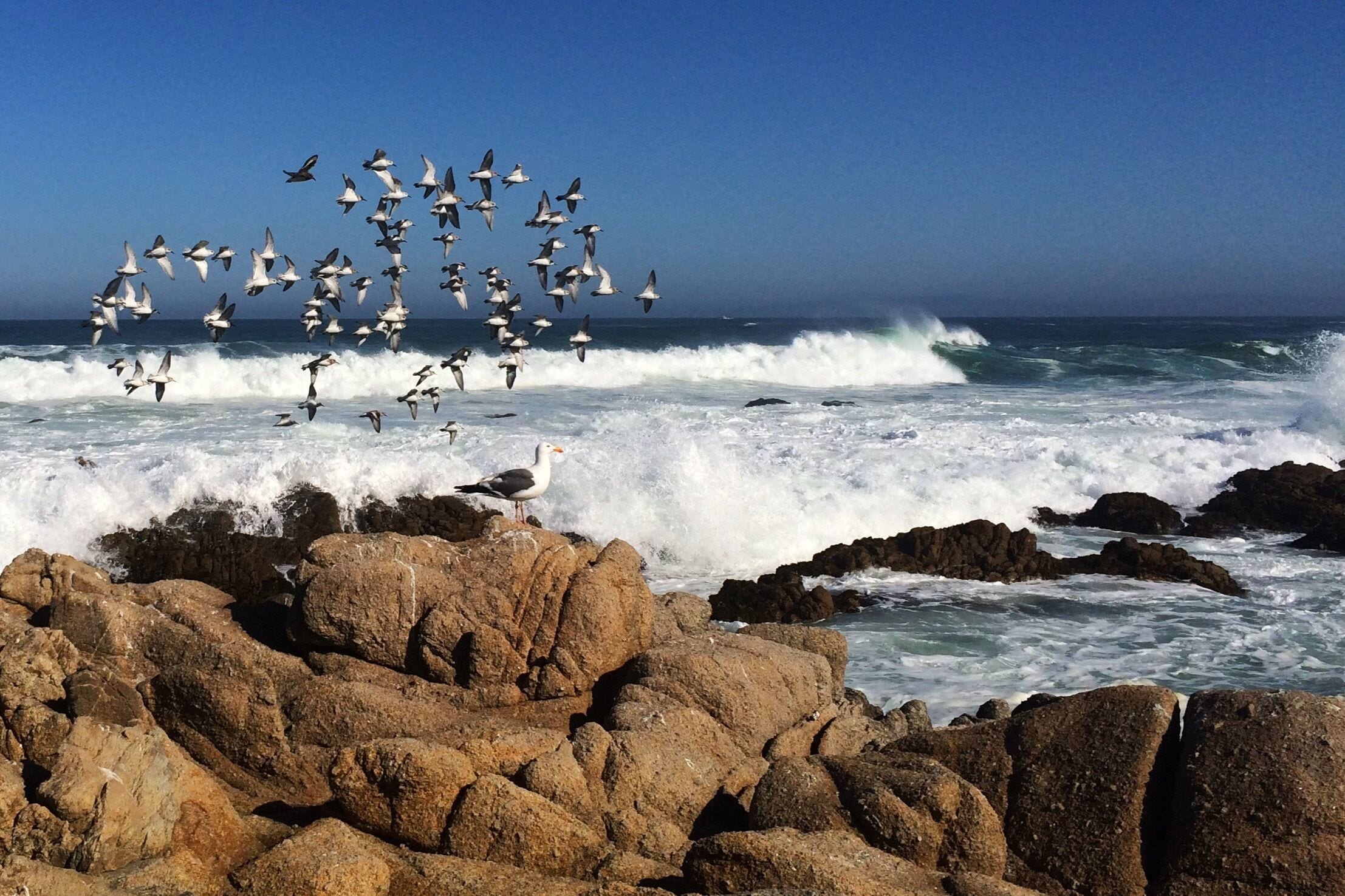 This California state beach is open to the public. A gorgeous walking trail takes you from the southern entrance along the coast to Lover's Point. 

Several small paths lead down to the water where people can look for shells, watch birds (like the plovers in this picture) and/or just enjoy the crashing waves.