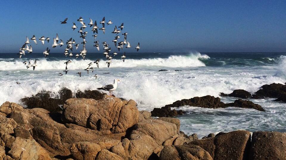 This California state beach is open to the public. A gorgeous walking trail takes you from the southern entrance along the coast to Lover's Point.
Several small paths lead down to the water where people can look for shells, watch birds (like the plovers in this picture) and/or just enjoy the crashing waves.