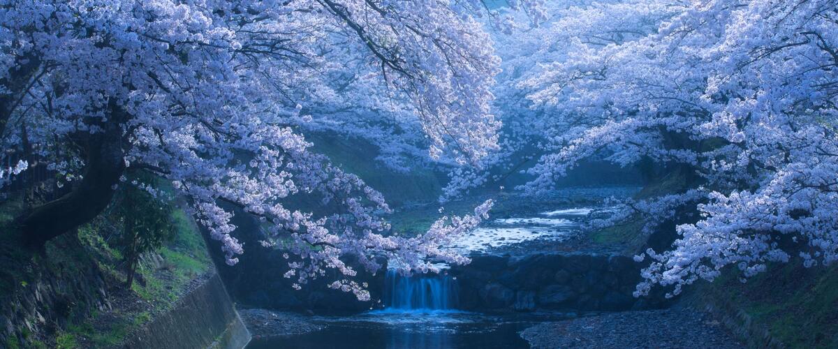 Misty Cherry Blossoms at Nanatanigawa river in morning, Kameoka city, Kyoto prefecture, Japan.