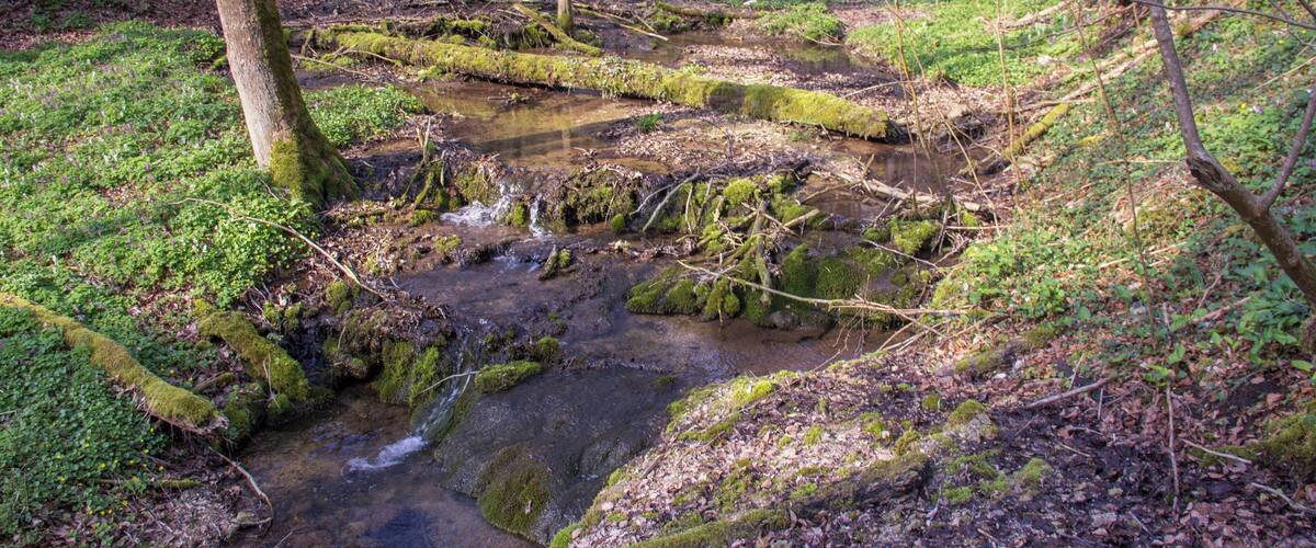 A forest stream with moss-covered rocks and trees.