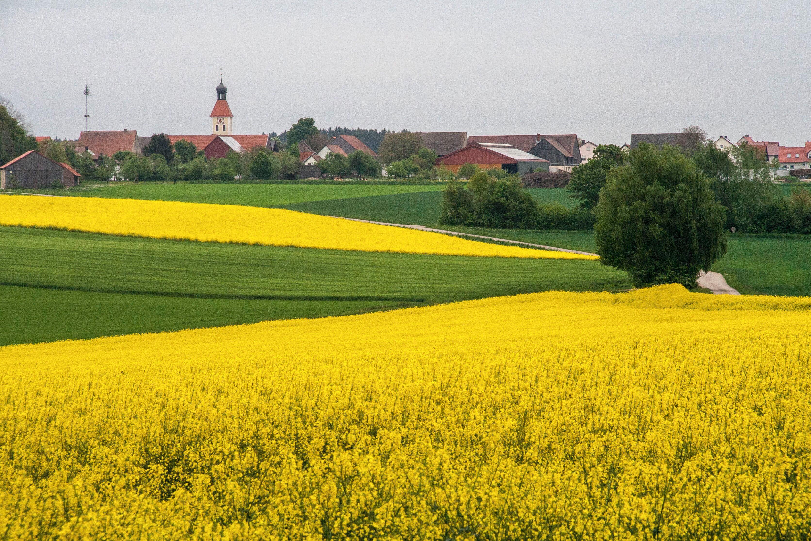 Naturpark Altmühltal, Österberg, Raps