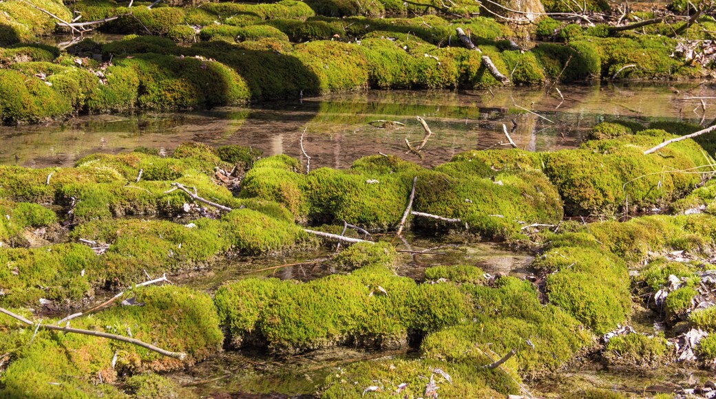Sinterterrassen, Untermässing, Geotop, Geschützter Landschaftsbestandteil