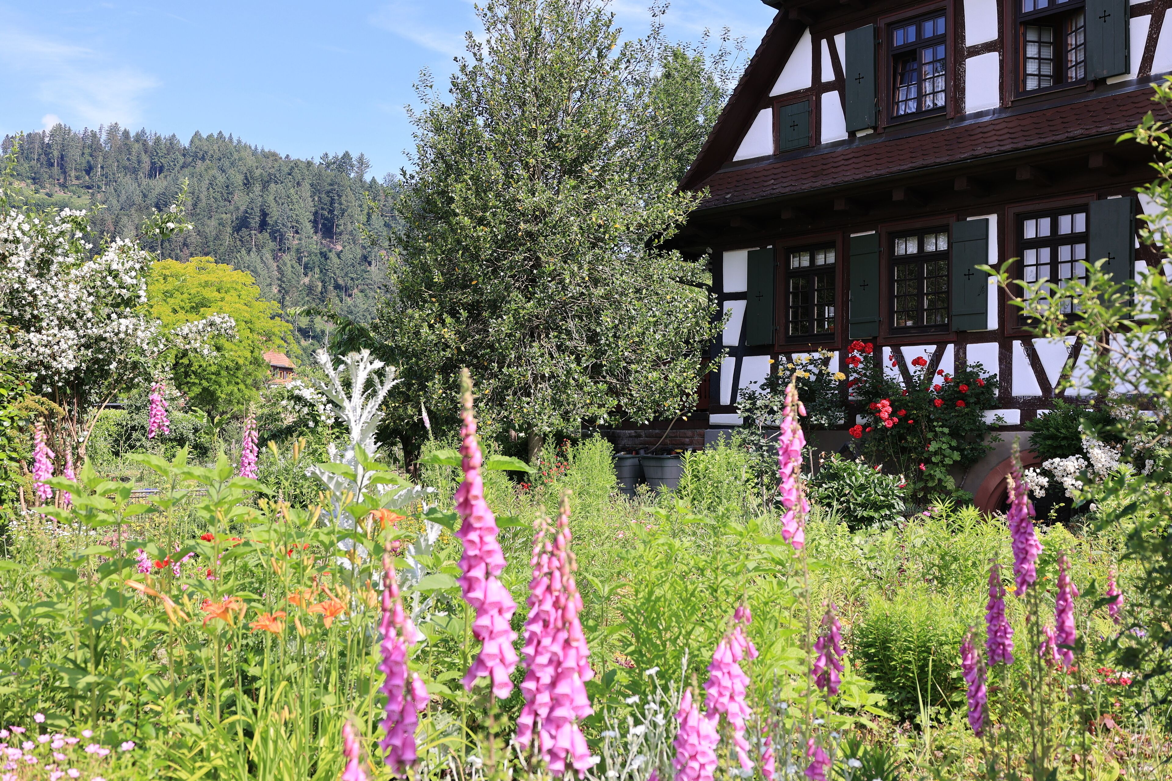 Historisches Fachwerkhaus im Zentrum der Stadt Zell am Harmersbach im Schwarzwald
