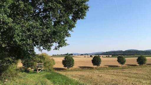 Der Volkmarser Weg (V) zwischen Bründersen und dem Naturdenkmal Raue Steine