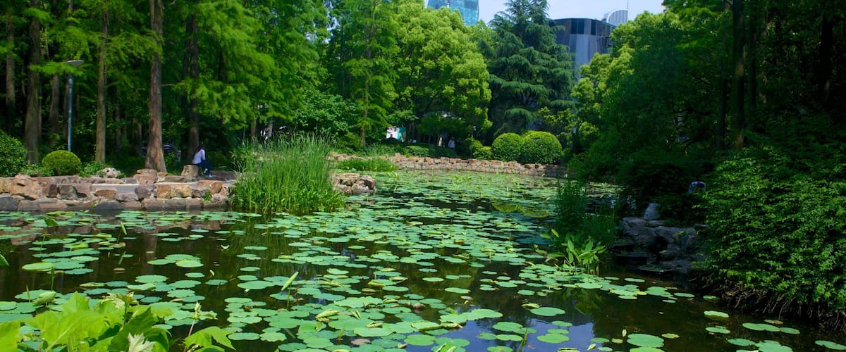 MOCA Shanghai showing a pond and a park