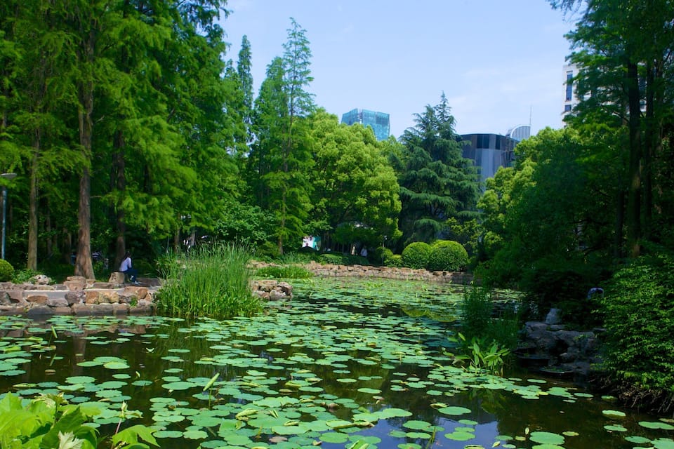 A pond with lily pads surrounded by dense green trees and a stone pathway.