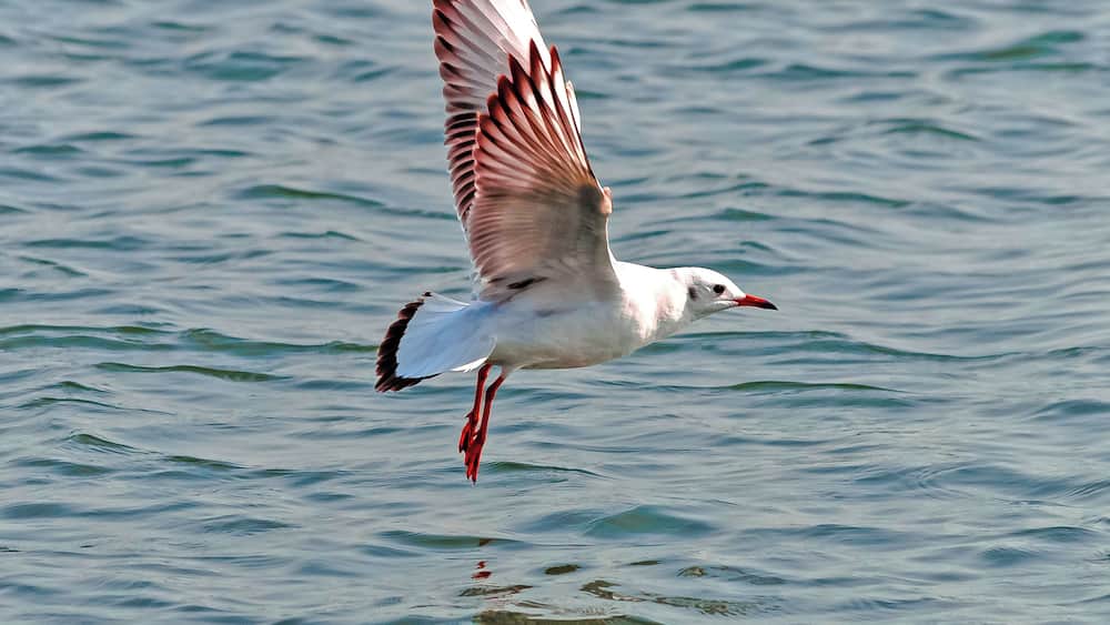 A seagull flying over water.