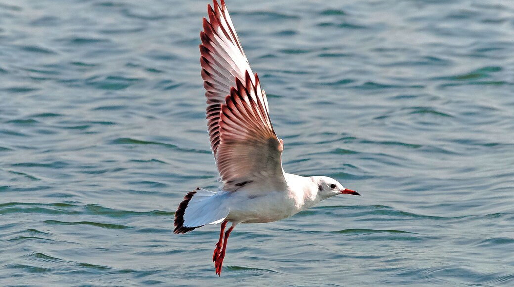 Udaan (उड़ान) -
Catch the prey!!!!
#birdsphotography
#fly
#flymode
#flyers
#india
#colorfulfeathers
#beautiful
#eyecatching
#lifeatexpedia
#likealocal