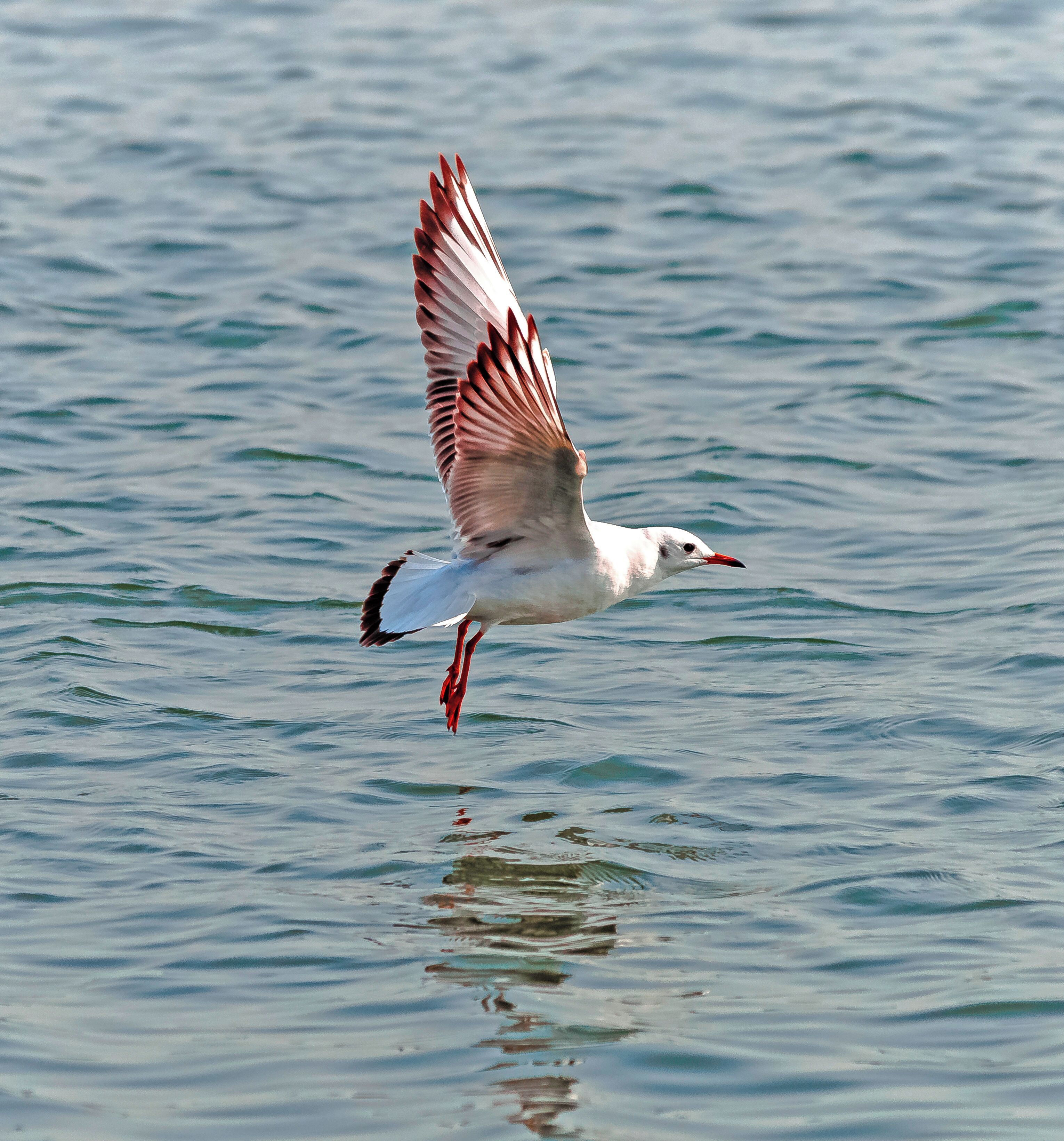 A seagull flying over water.