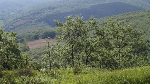 auf dem Weg nach San Juan de Ortega