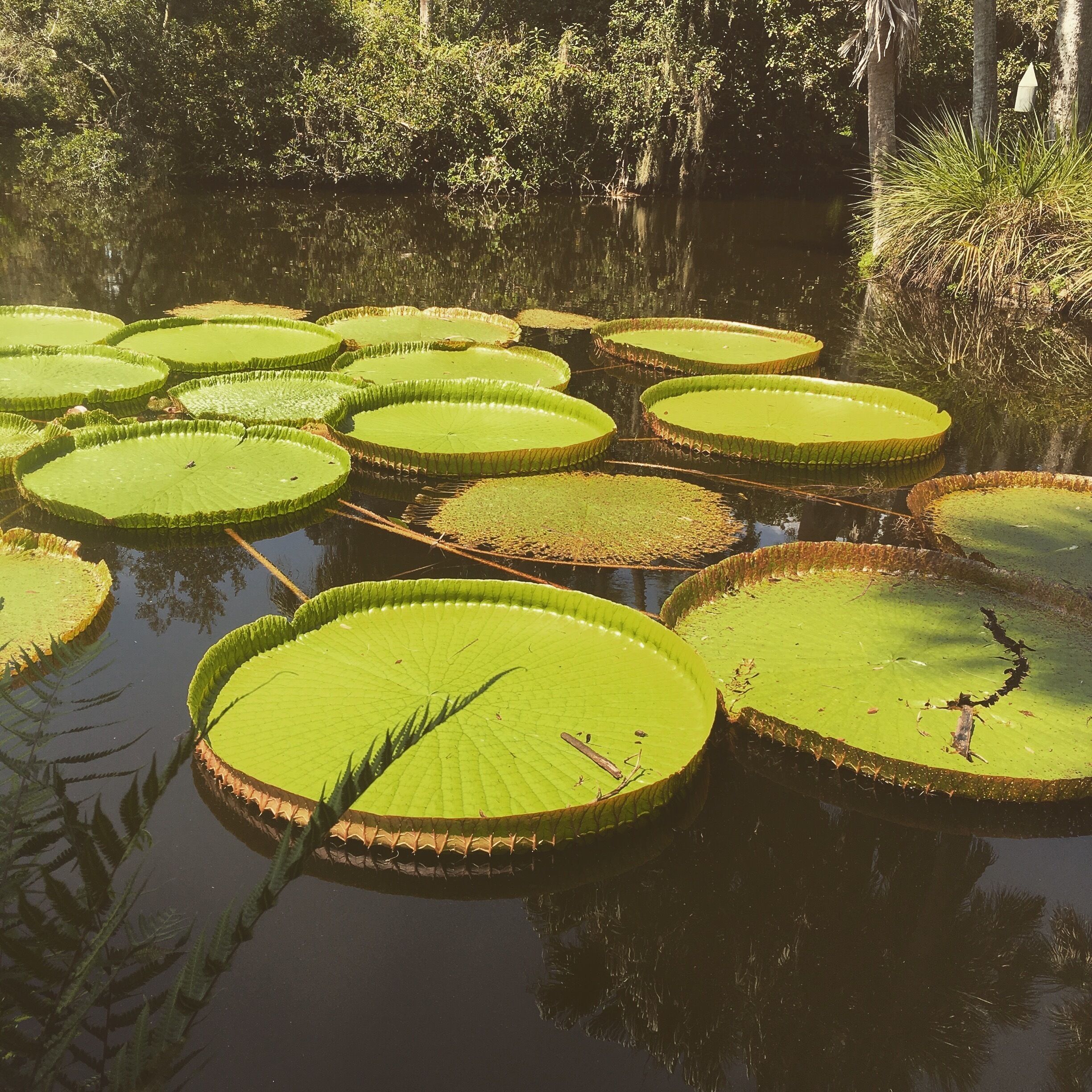 Let's talk about some lily pads 
Bok Tower Botanical Gardens
#boktower #fortwalesfl 