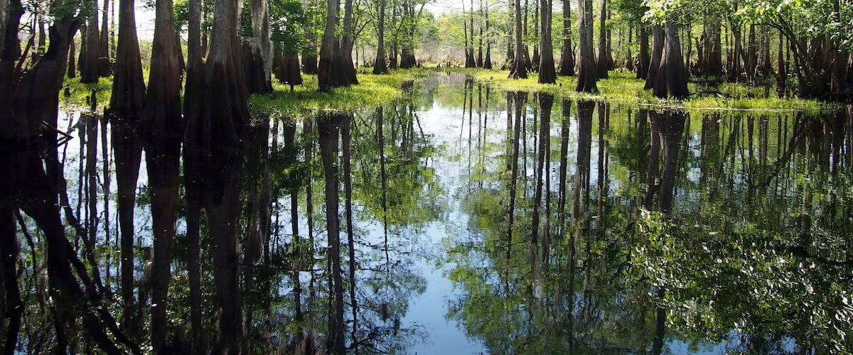 Just about 45 minutes from the theme park area is Midway Airboat Rides. It's a glimpse of natural Florida and an opportunity to see alligators, egrets, eagles, turtles and beautiful Florida cypress trees. Midway's "mascot" is Pork Chop", the huge pot belly pig that occasionally greets you as you enter. This place is USCG approved, so safe drivers!