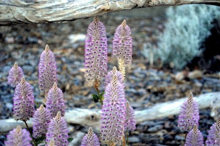 I liked this Native.