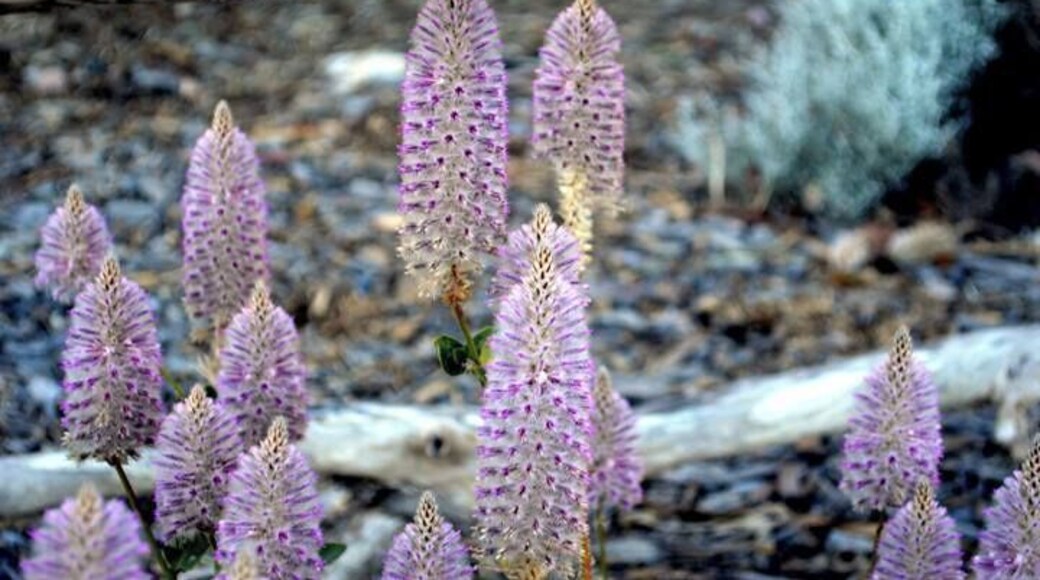 I liked this Native.