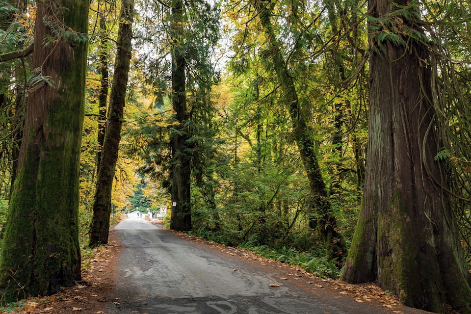 A forested road flanked by tall trees with moss-covered trunks.
