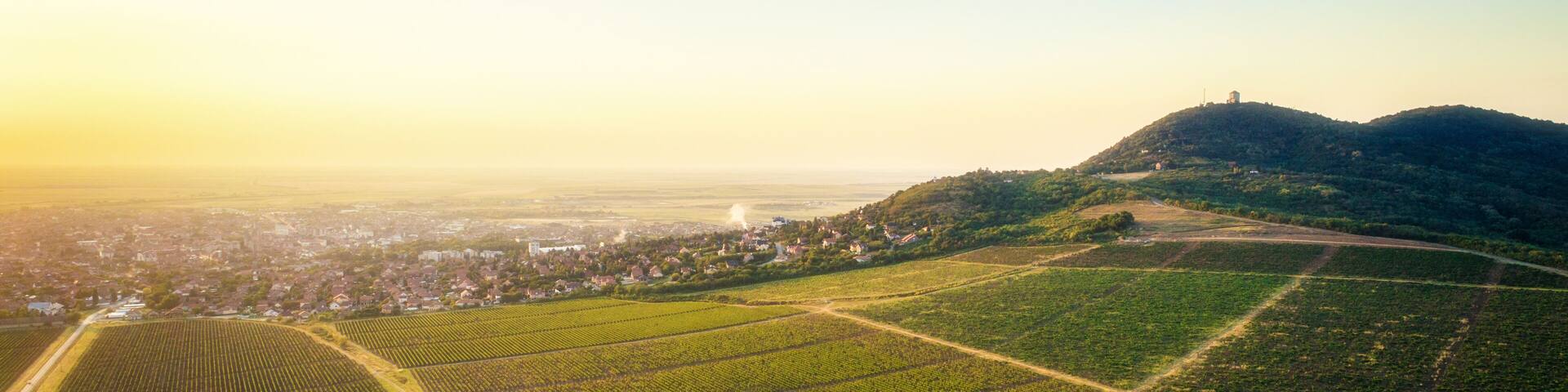 Beautiful grapevine field(vineyard) beneath hill in sunset. Horizontal image. Landscape.